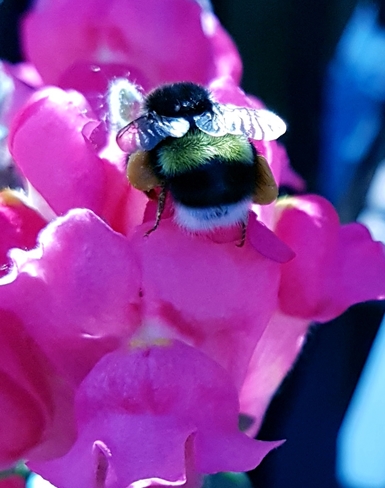 Honey Bee Edmonton, AB