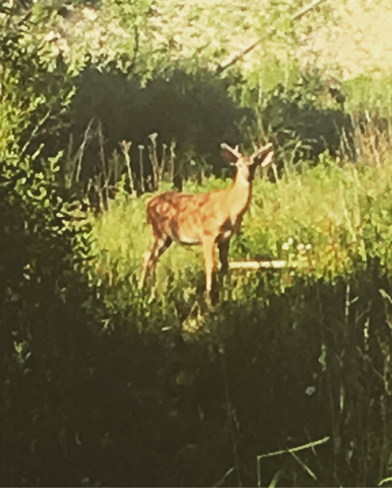 Deer! Woburn, Ontario, CA