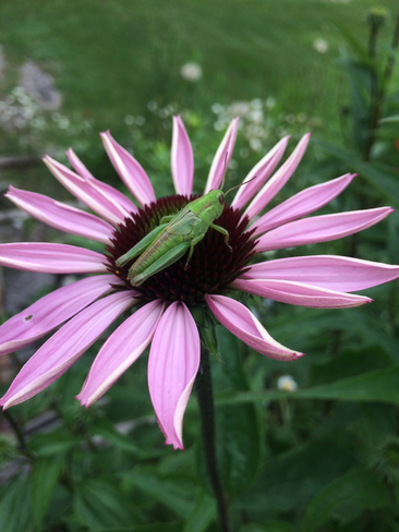 Grasshopper resting Washago, Ontario | L0K 2B0