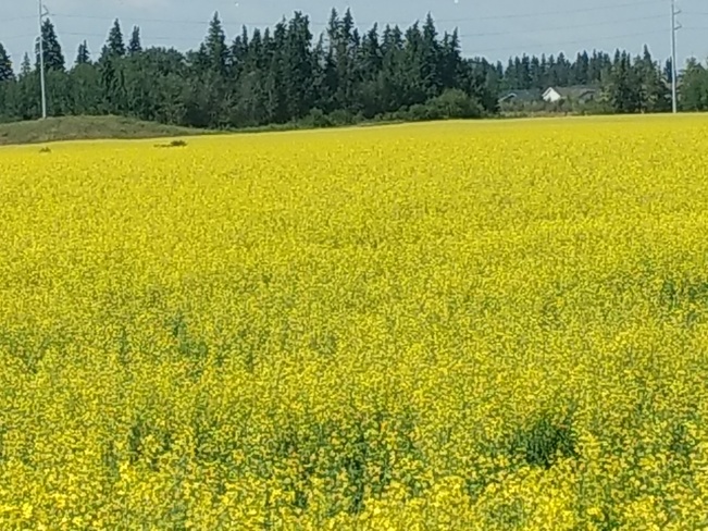Field of Yellow 32 St, Red Deer County, AB T4S 2B9, Canada