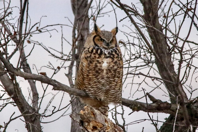 Great horned Owl Kneehill, Alberta, CA