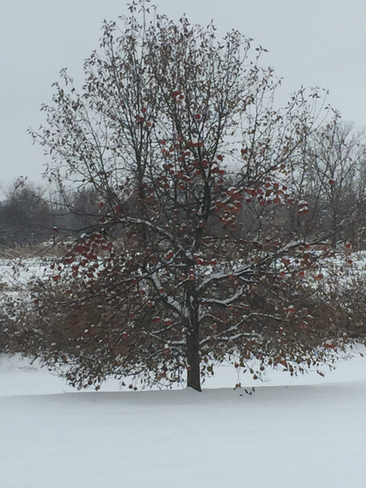Apple tree and snow Ottawa, Ontario, CA