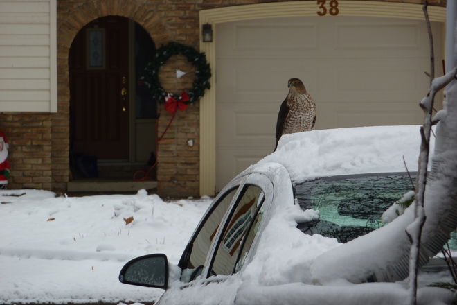 Hawk in my driveway st. catharines