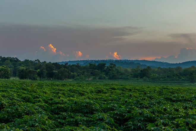 Sunset over tapioca field, Nong Kae Sae, Thailand Ban Khon Buri, Nakhon Ratchasima, TH