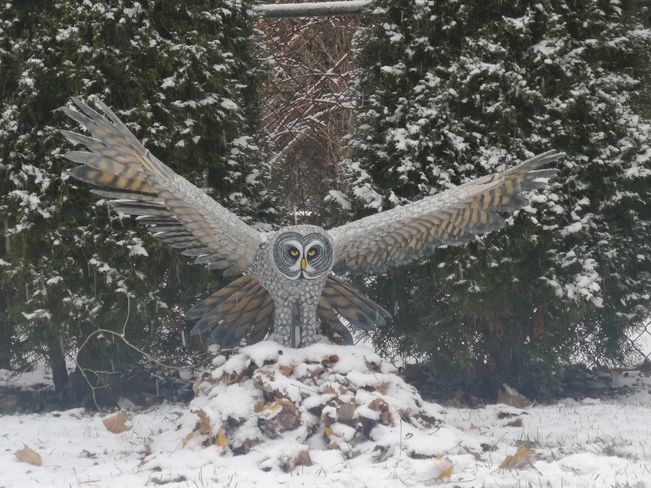 Great Grey owl ...carving in the fresh snow. London, ON