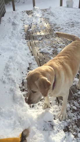 Missy loves shovelling Hillview, Newfoundland and Labrador, CA