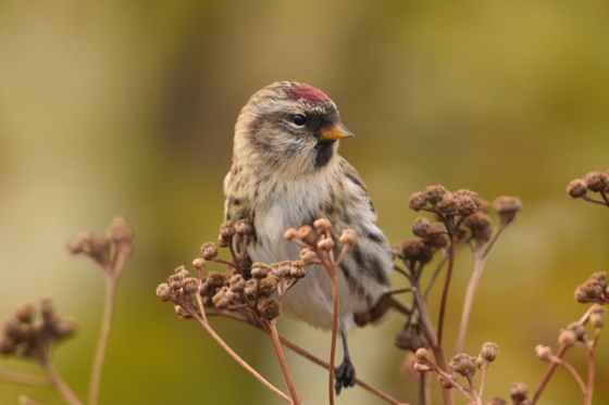 7a. Common redpoll