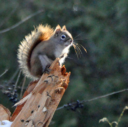 Red squirrel goes out on a limb. Cobourg,Ontario
