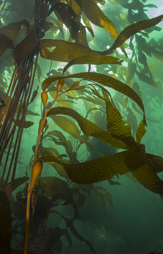 3a. Giant kelp