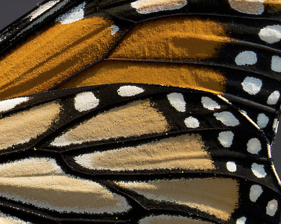 5c. Monarch butterfly wing