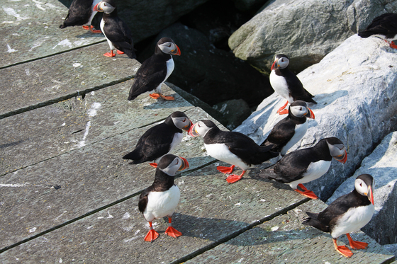A Puffin Party