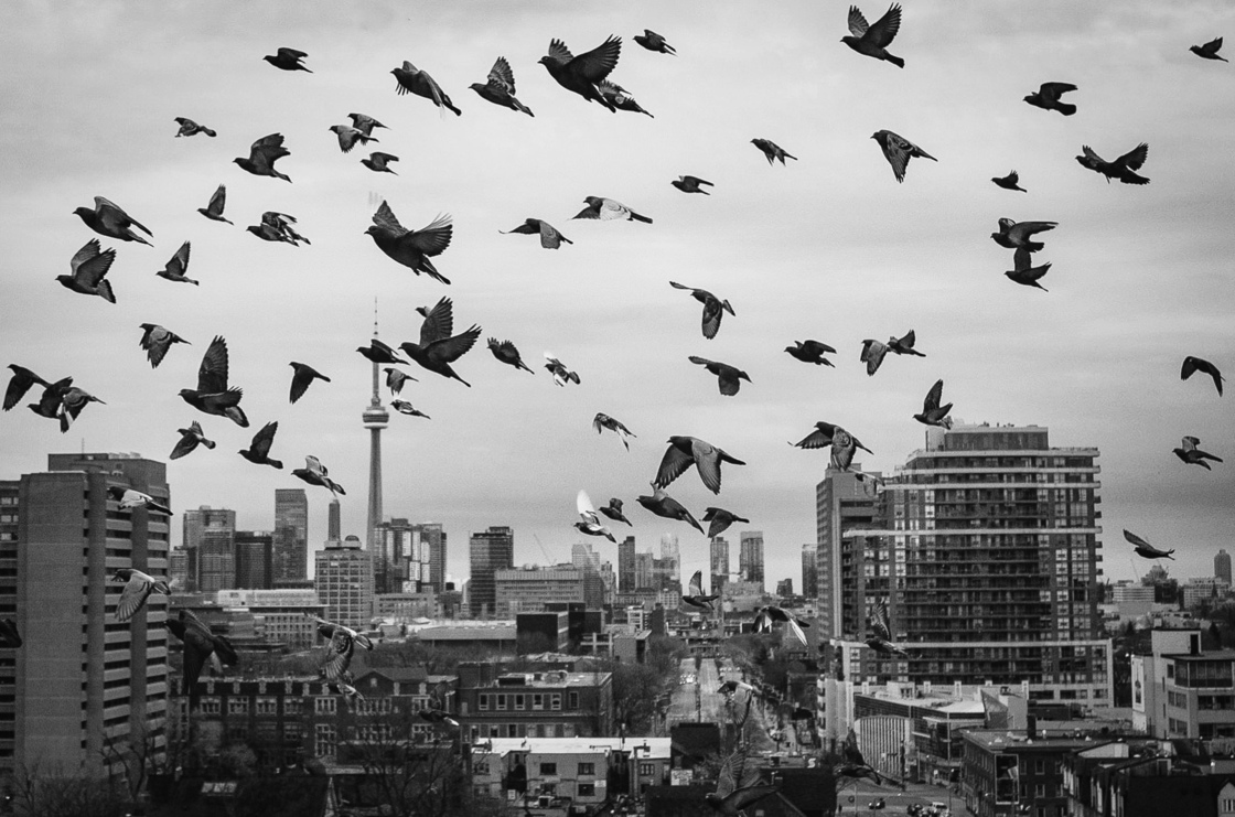 3b. Cloud of pigeons