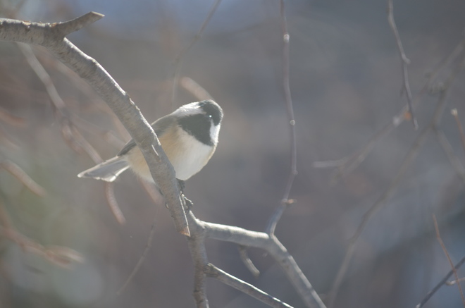 Wild birds in winter Woodbridge, Vaughan, ON