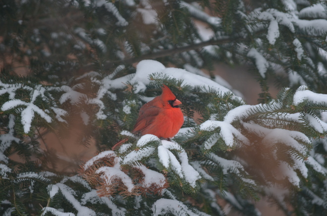 Wild birds in winter Woodbridge, Vaughan, ON