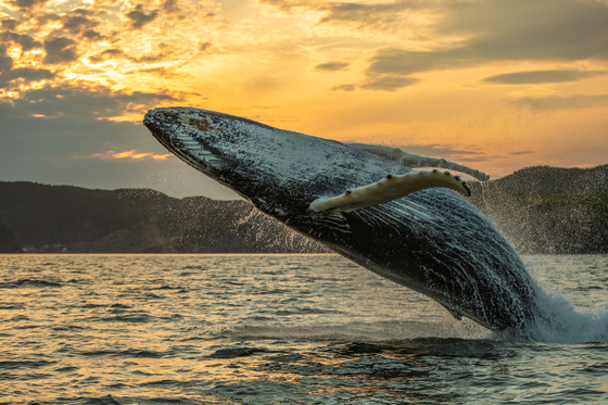 2c. Humpback whale breach at sunset