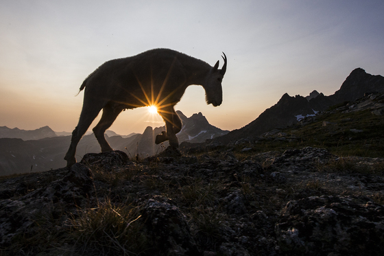 2b. Mountain goat at sunset