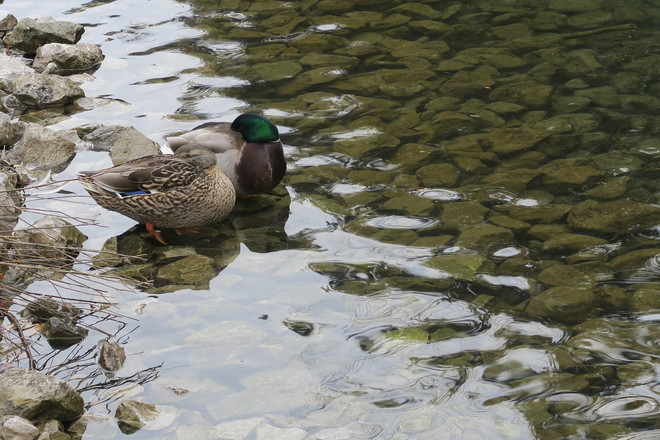 Ducks at Springbank Park London, Ontario