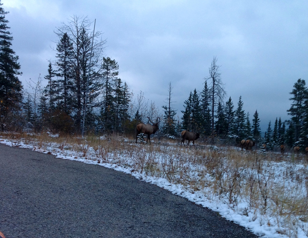 Wondering Elk Canmore, Alberta, CA