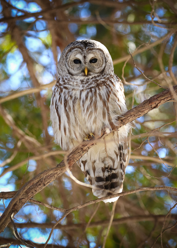 Barred and Saw Whet Owls Waterloo, ON