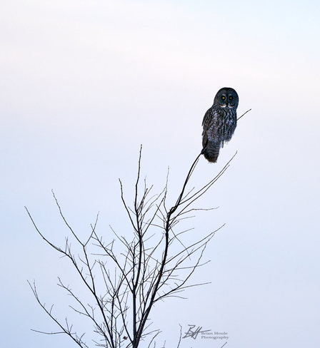 Great Gray Owl Dunrobin, ON