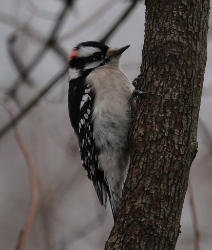 Woodpecker Amherstburg, Ontario, CA
