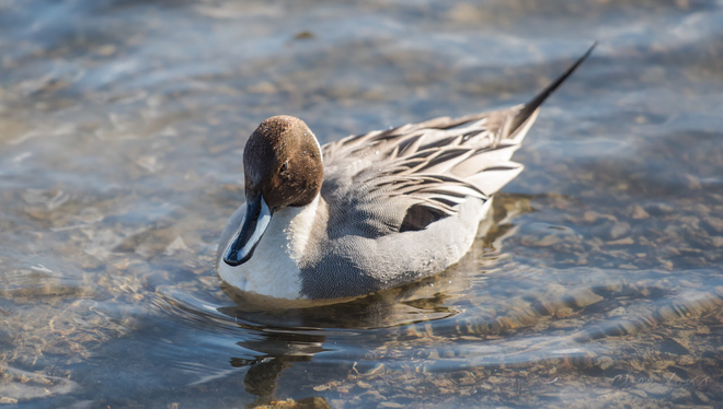 Ducking Burnaby, British Columbia, CA
