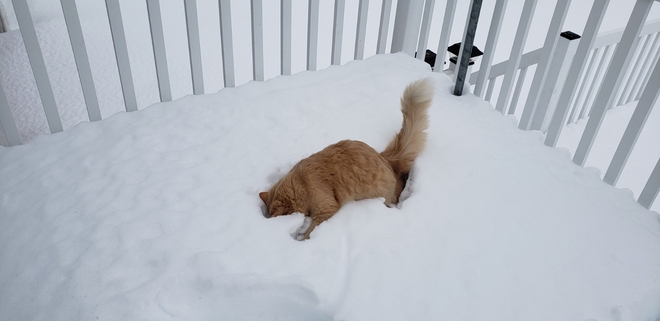 Caramel aime la neige ! Iberville, QC