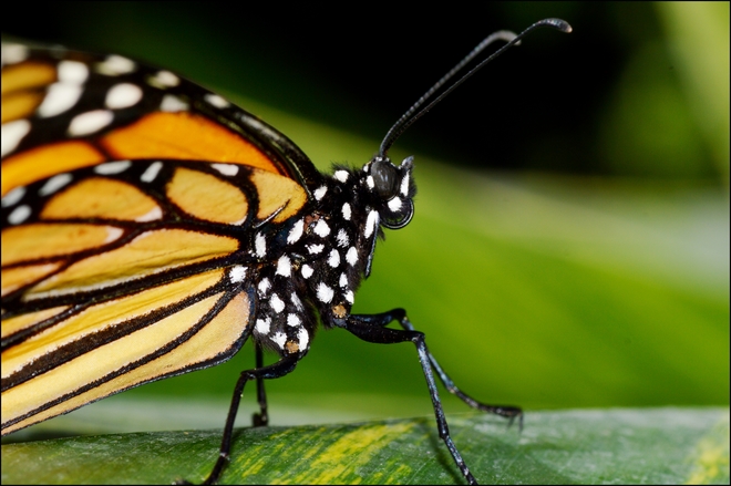 Papillon Monarch Montréal, QC