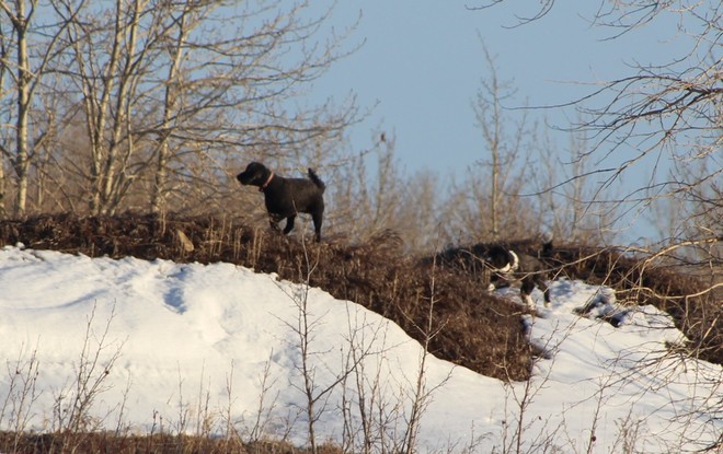 Off Leash Dogs, harassing the Coyotes, who ignore and walk away. Calgary, AB