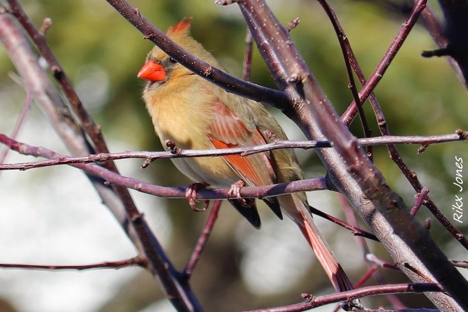 Cardinal femelle. Gatineau, QC