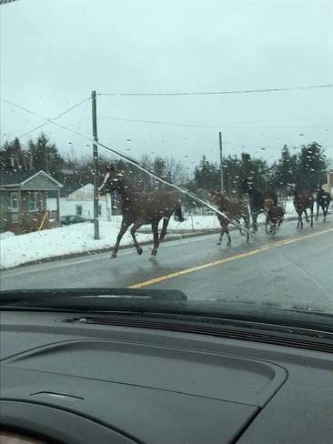 Horses running! Notre-Dame, New Brunswick