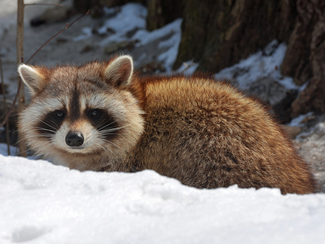 Raccoon Finch, Ontario