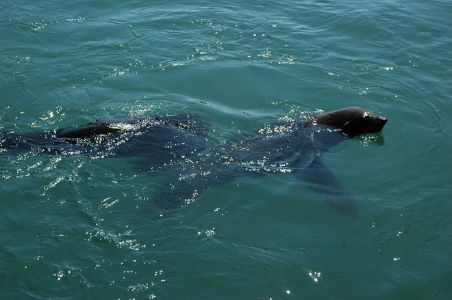 Seals in Kalk Bay Kalk Bay, Cape Town, South Africa