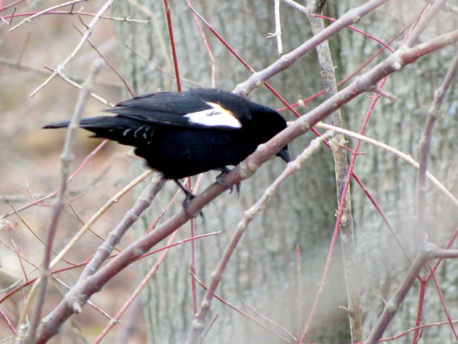 White winged red winged blackbird - yep! Presqu'ile Provincial Park, Presqu'ile Parkway, Brighton, ON