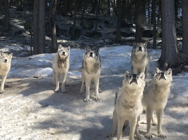 Famille de loup Montebello, Québec, CA