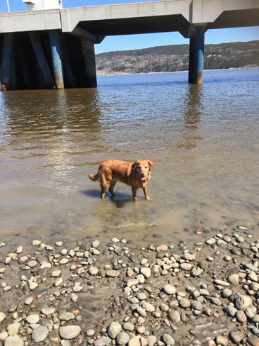 Charlotte chien heureux Saguenay, Québec | G7B 1W7