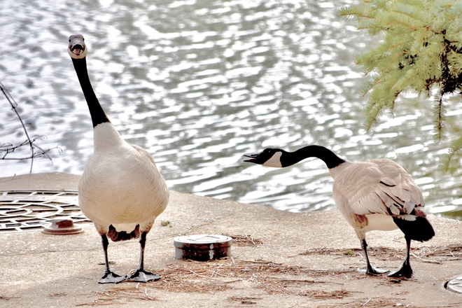 Conversation between a pair of Canada Geese. Edmonton, AB