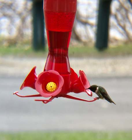 Premier colibri Saint-Félix-de-Kingsey, Québec, CA