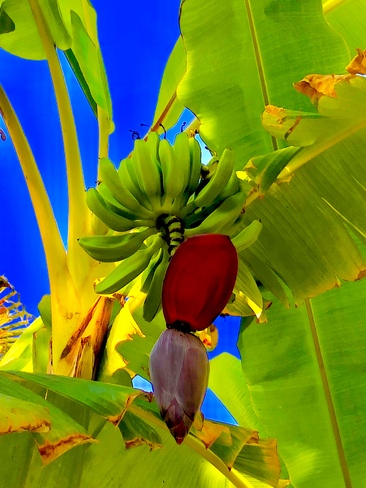 Bananas have flowers ? Palmilla Baja California Sur, Mexico