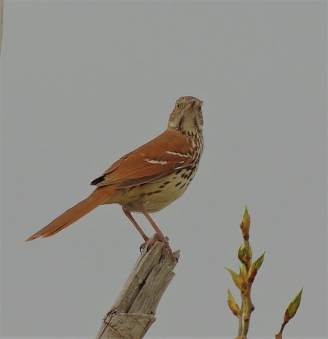Brown Thrasher Special Area No. 2, AB