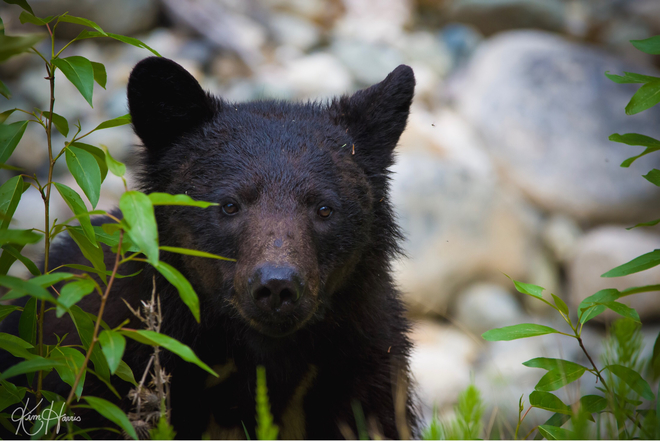 Black bear Bella Coola 1, British Columbia, CA