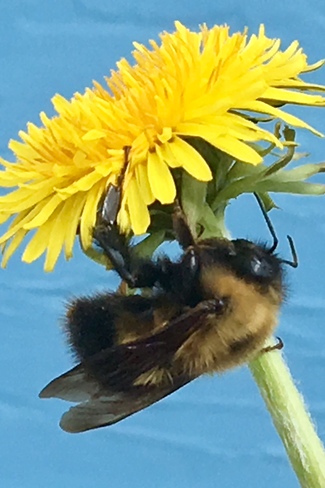 Sunning bumble bee Calgary, AB