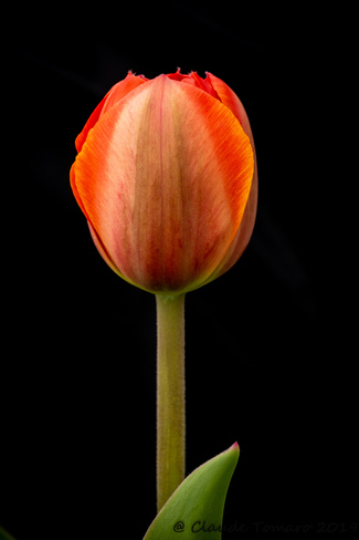Beautiful Tulips Ottawa, ON