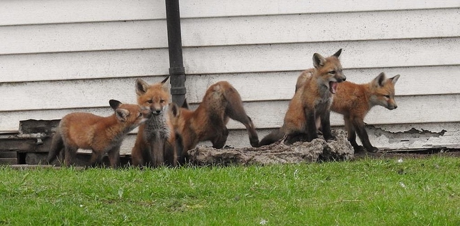 Fox Kits Brighton, ON