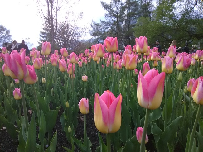 Festival des tulipes Ottawa, ON