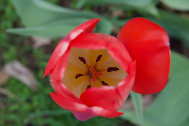 Tulipes Gatineau, QC