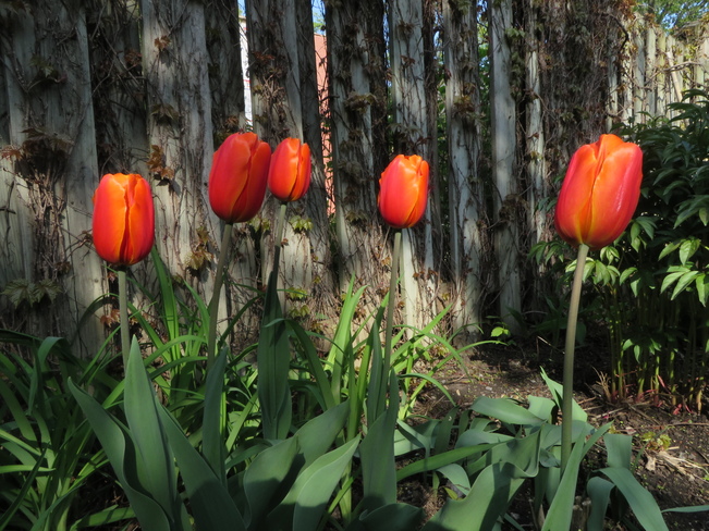 Tulips Montréal, QC