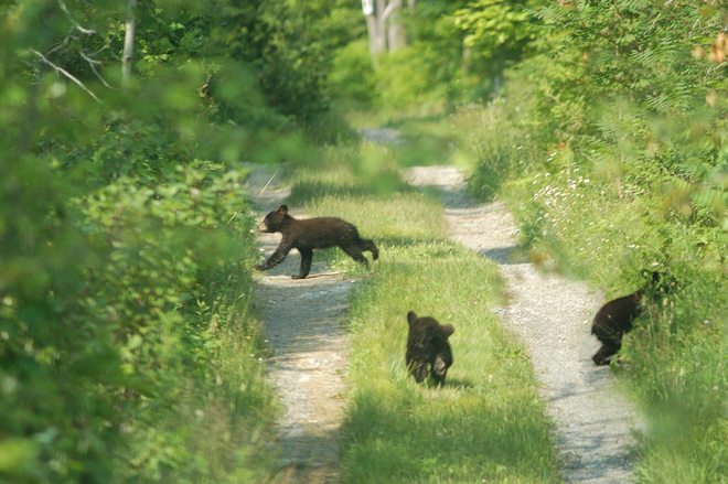 Black bear cub triplets on our cabin trail Centre Hastings, Ontario