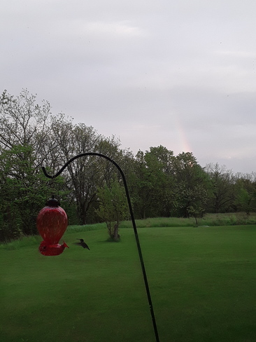 Rainbow and hummingbird after the storm St. Catharines, ON