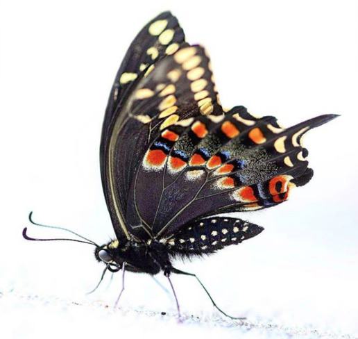 Majestueux papillon Gatineau